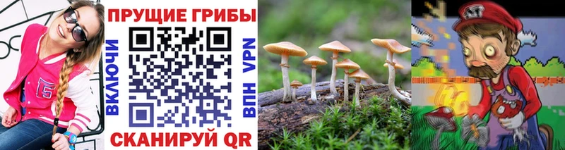 Галлюциногенные грибы Psilocybe  Купить  Алексин 